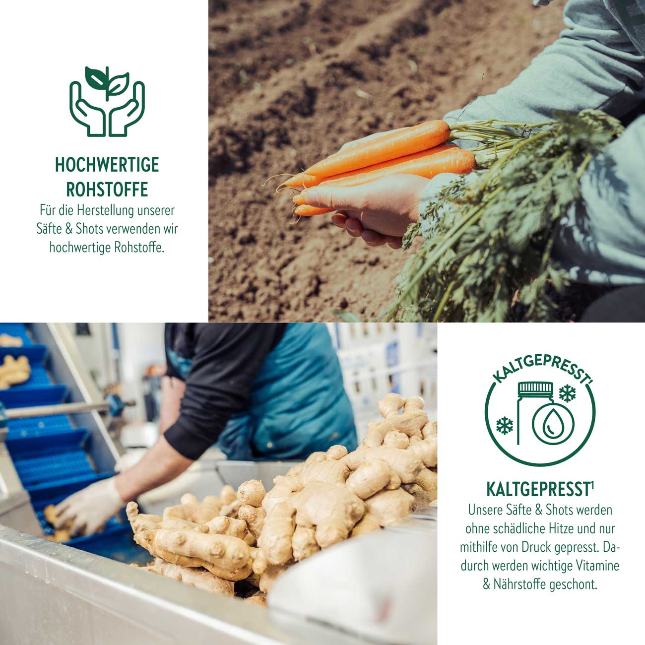 Infografik zur Saftproduktion von LiveFresh, inklusive grünem Icon und Werteversprechen für hochwertige Rohstoffe, sowie Kaltpressverfahren. Oben: Eine Person hält frisch geerntete Karotten auf einem Feld. Unten: Ingwer wird in einer Produktionshalle verarbeitet.